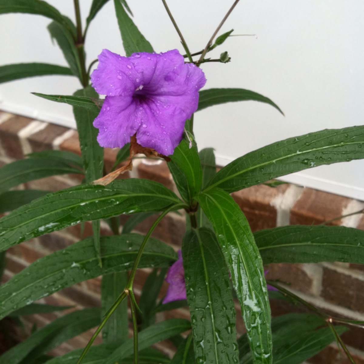 Mexican petunia