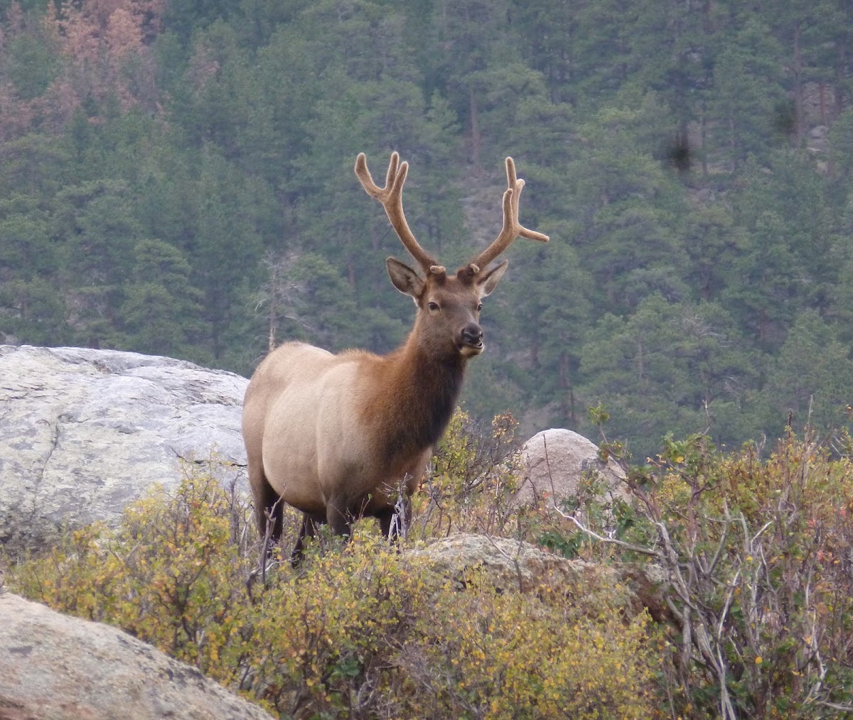 Elk (immature male)