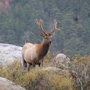 Elk (immature male)