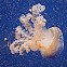 Australian spotted jellyfish or White-spotted jellyfish