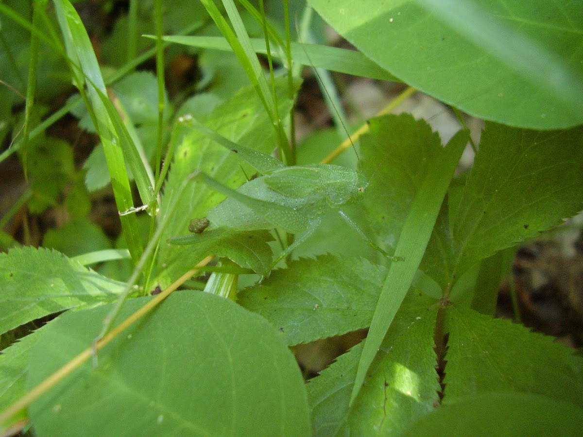 Round-headed katydid