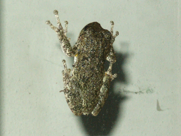 Eastern Gray Tree Frog | Project Noah