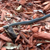 Southern Ringneck Snake