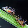 Treehopper parasitised by mite