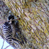 Nutalls woodpecker