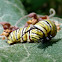Monarch Larva