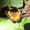 Silvery Checkerspot