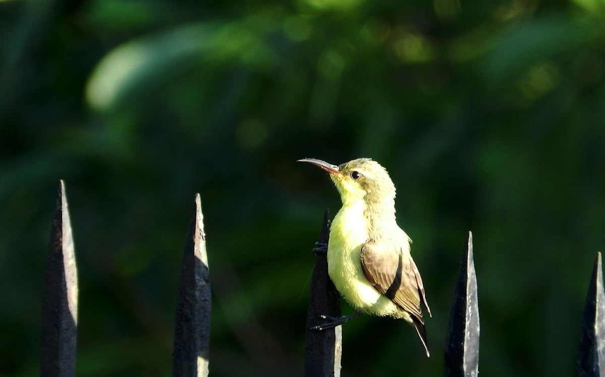 Yellow-bellied sunbird