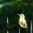 Yellow-bellied sunbird