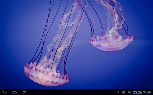 Медузы живые обои
