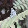 Striped albatross