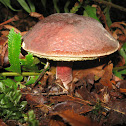 Zellers Bolete