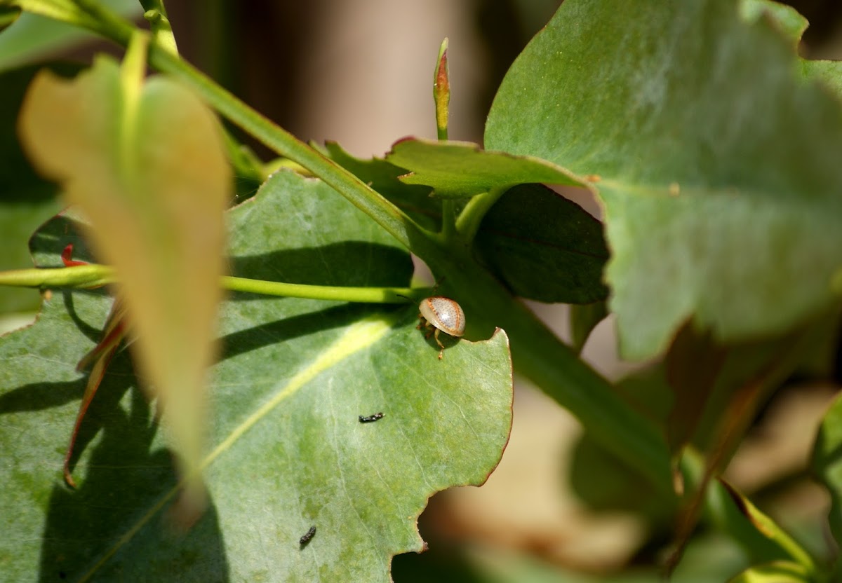 Eucalyptus leaf beetle