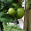 Bonnie Plants "Parker's Whopper" Tomato Hybrid