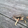 Chesapeake blue crab