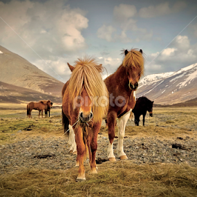 Icelandic horses in the wild west by Kristján Karlsson - Animals Horses