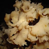 Cauliflower Mushroom