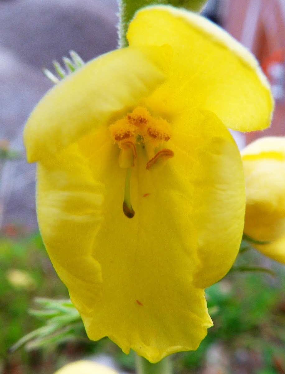 Dense-Flowered Mullein