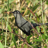 Grey Catbird