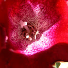 Gloxinia hybrid
