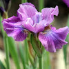Siberian Iris 'Mad Magenta'