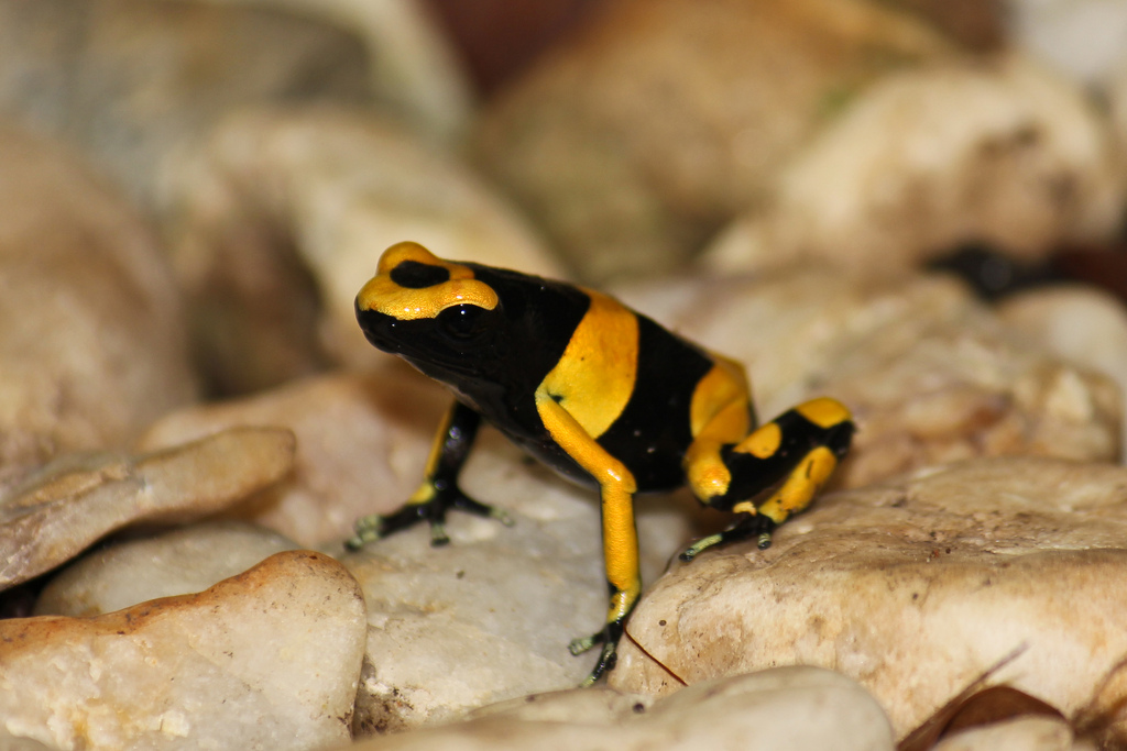 Yellow-banded Poison Dart Frog