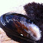 California Mussel