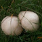 Portabello mushroom