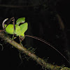 Leaf-mimic katydid (female)