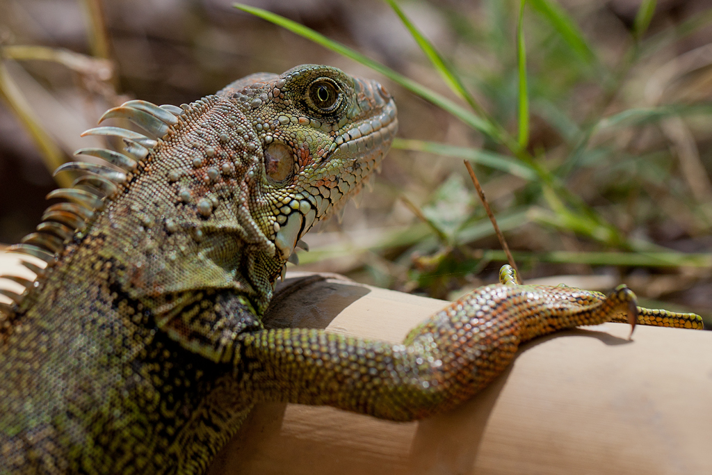 Green Iguana