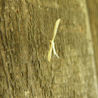small plume moth