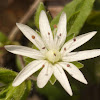 Star Chickweed