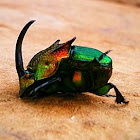Scarab Dung Beetle