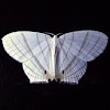 Uraniid moth