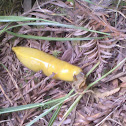 Banana Slug