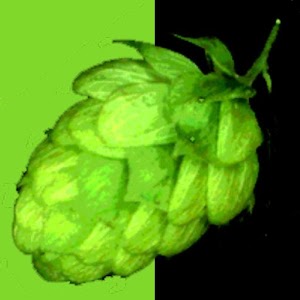 mybeerbuzz 1.3