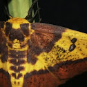 Florida Imperial Moth