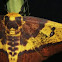 Florida Imperial Moth