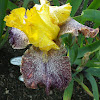 Yellow &  Burgundy Bearded Iris