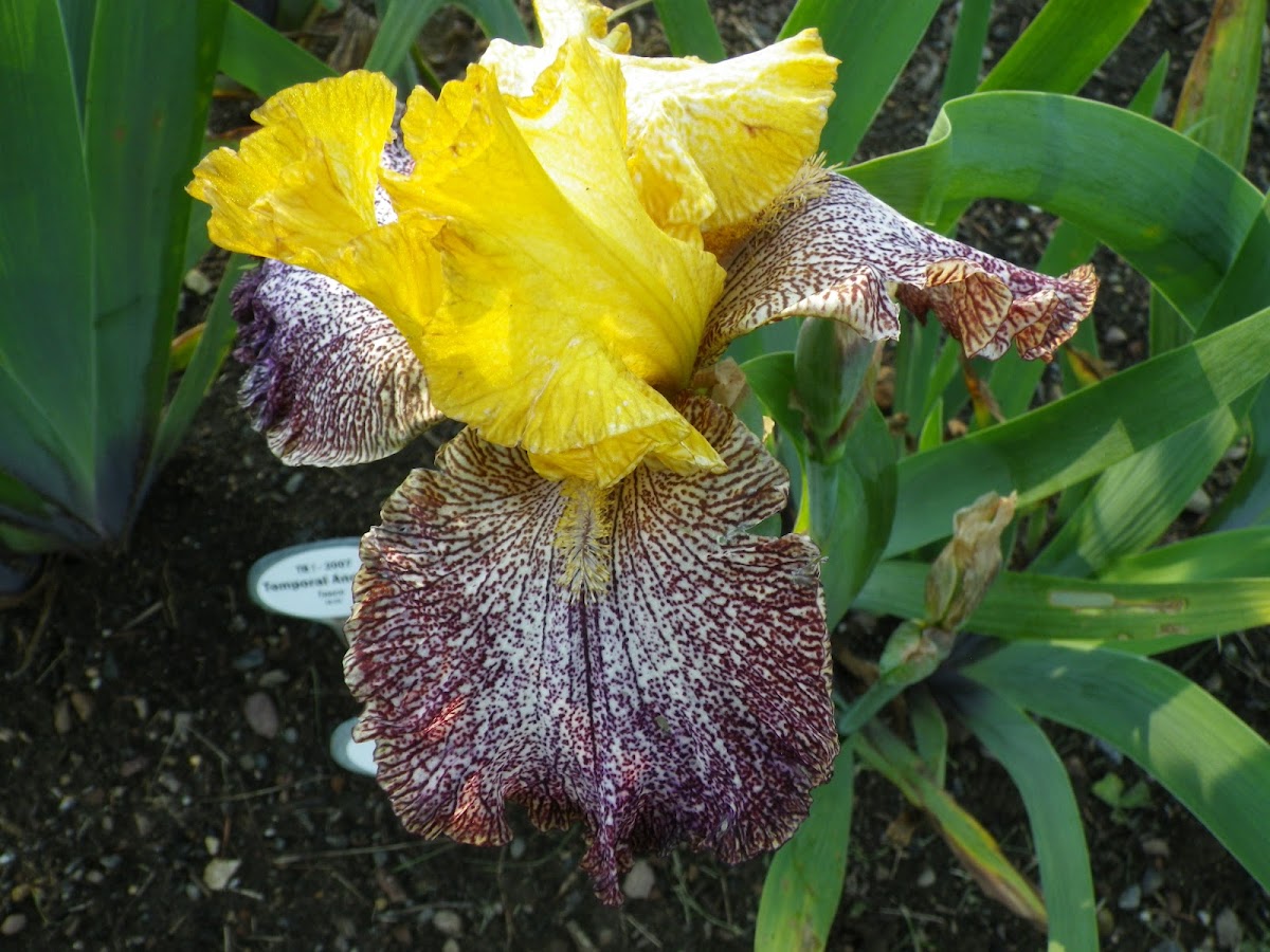 Yellow &  Burgundy Bearded Iris