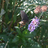 Spicebush Swallowtail butterfly