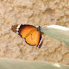African Monarch Butterfly (Female laying eggs)
