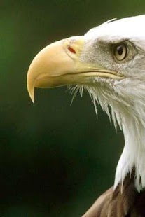 How to mod Bald Eagle Puzzle 1.1 apk for bluestacks