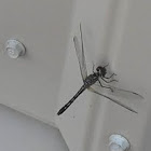 Black Setwing Dragon Fly