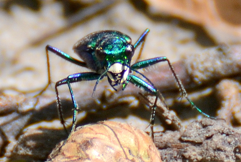 Six-Spotted Tiger Beetle