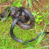 Eastern Ratsnake