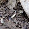 Grub vs Millipede