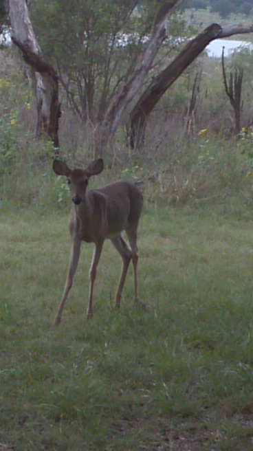 Texas White-tailed Deer (Doe)