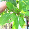 Indian oak / Putat (Tag.)