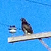 Dark Morph Red-tailed Hawk